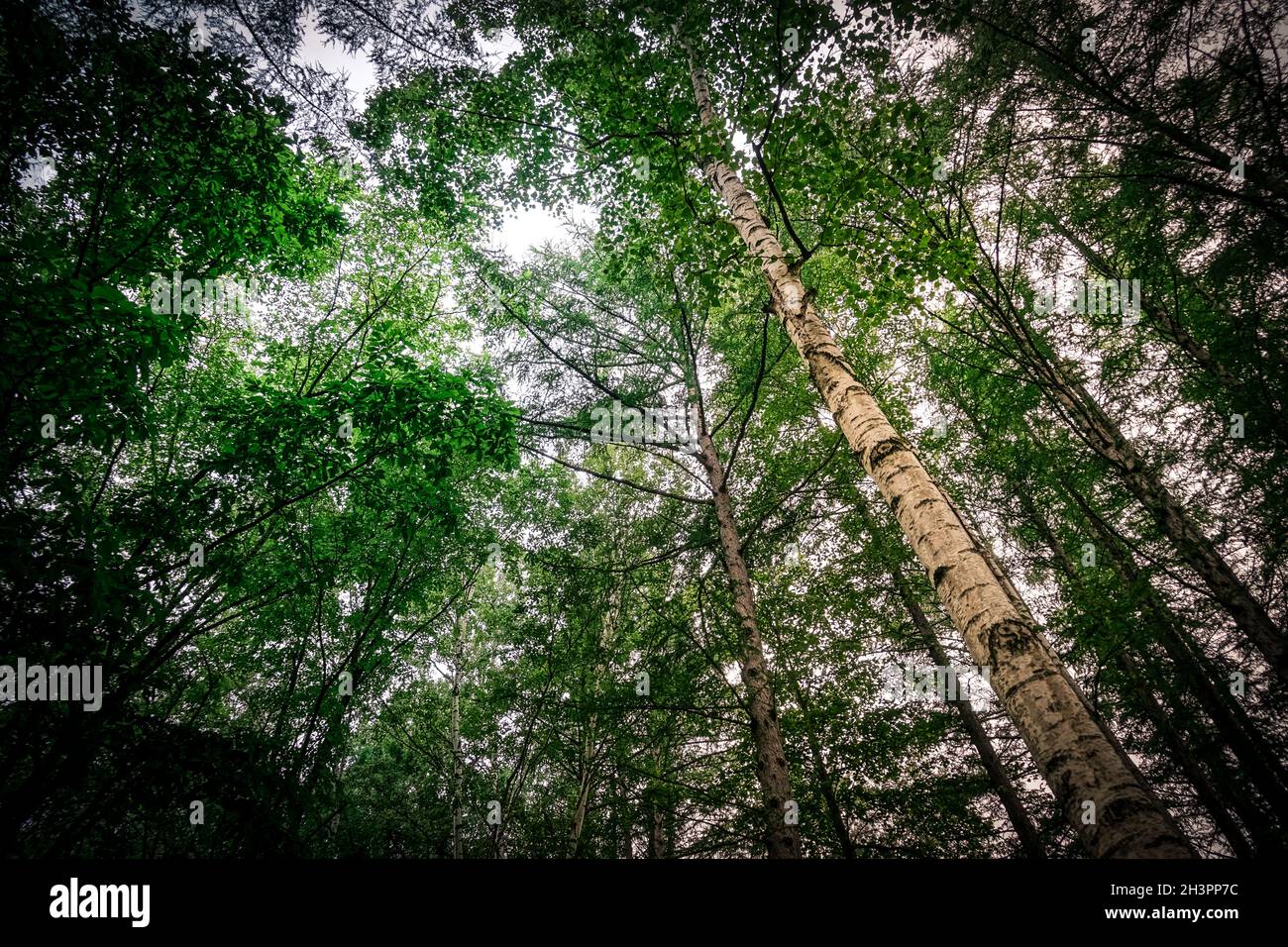 Furano biei Banque de photographies et d’images à haute résolution - Alamy