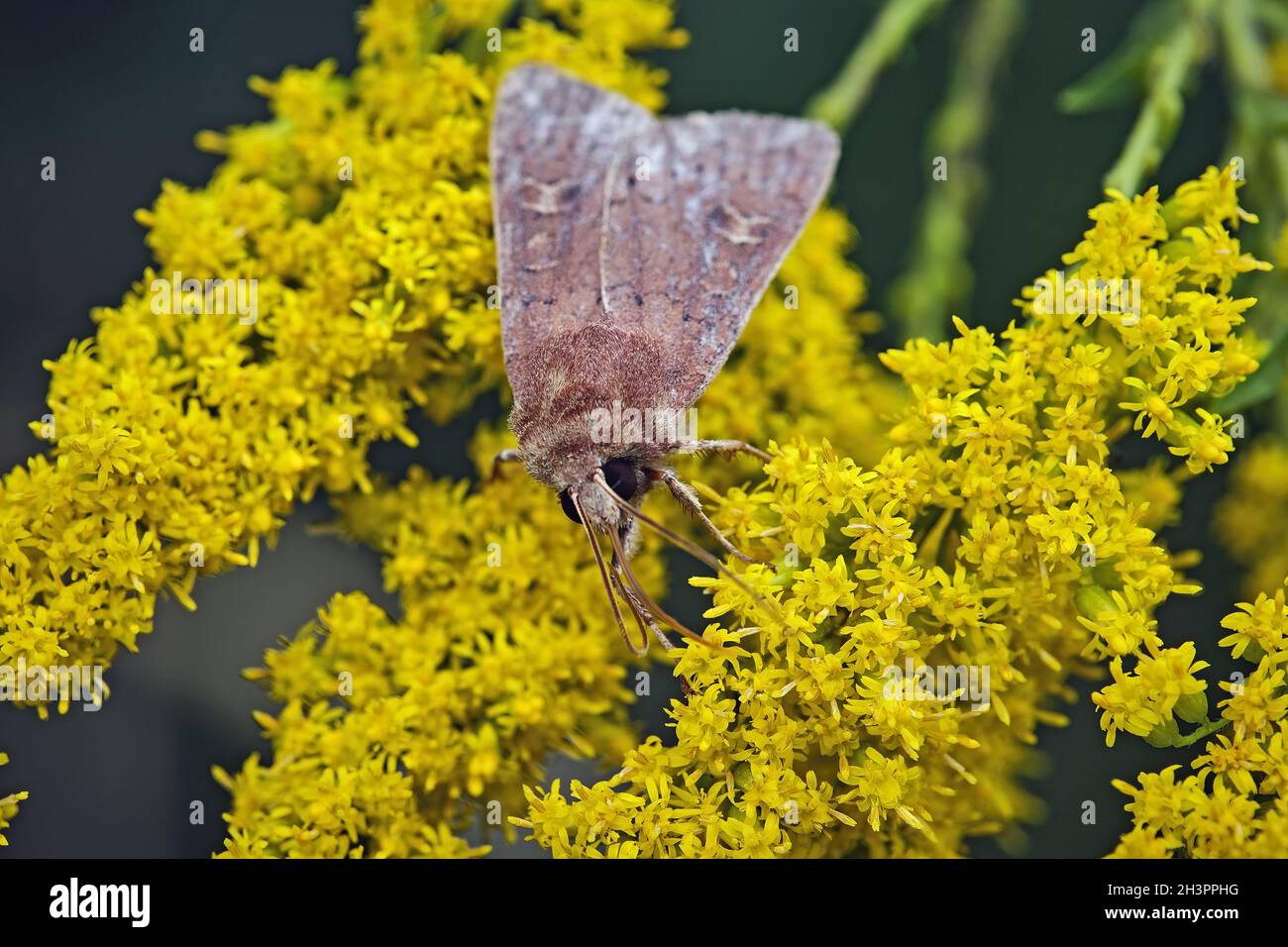 Chouette brune de la fin de l'été ( Xestia xanthographa ). Banque D'Images