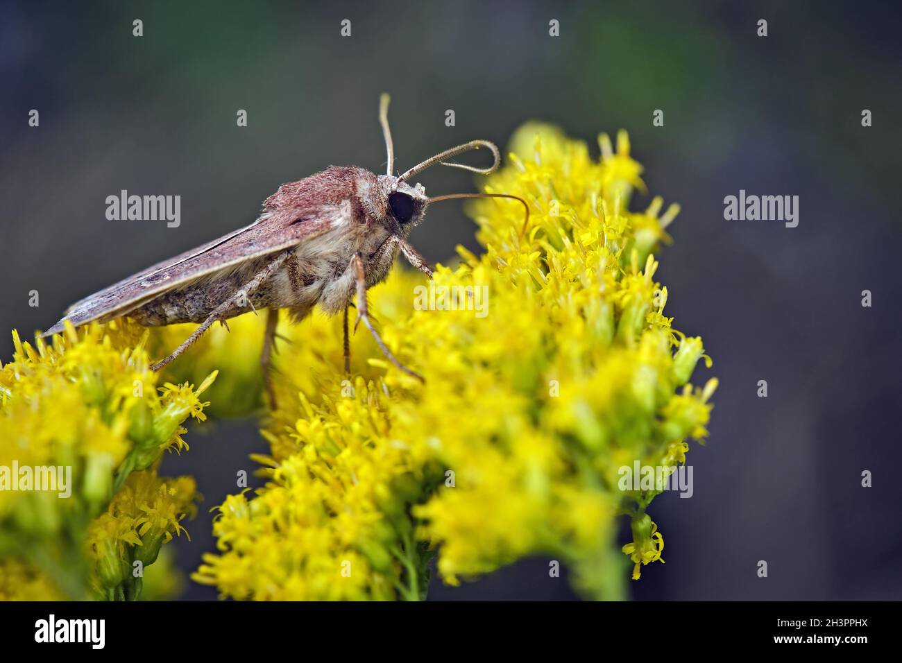 Chouette brune de la fin de l'été ( Xestia xanthographa ). Banque D'Images