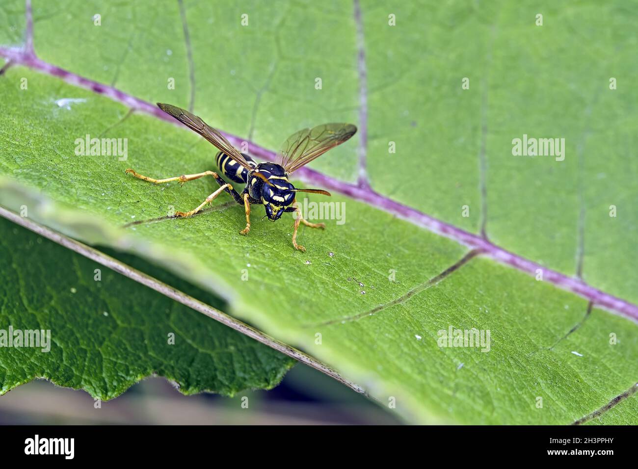 Guêpe gauloise ( Polistes dominula ). Banque D'Images