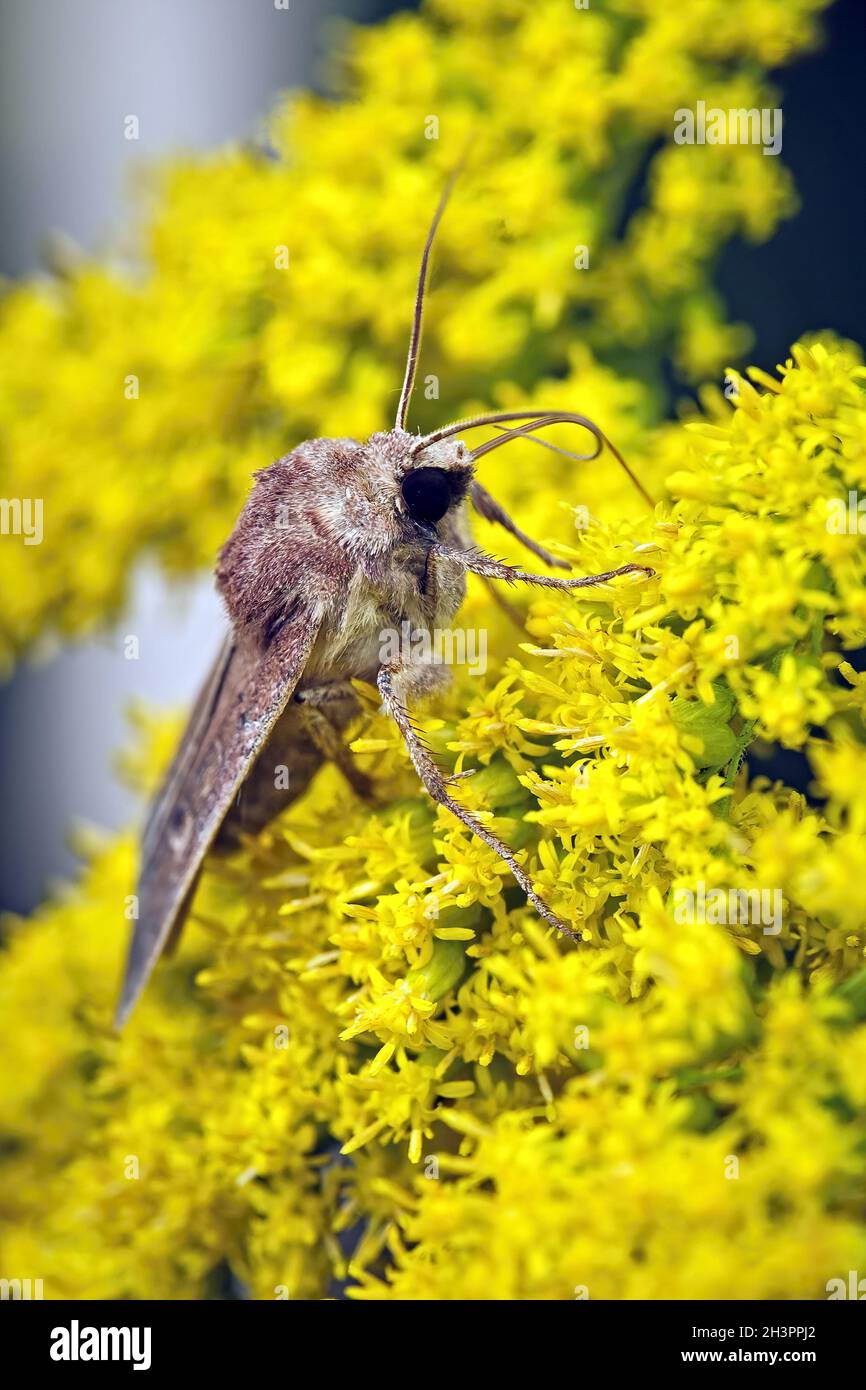 Chouette brune de la fin de l'été ( Xestia xanthographa ). Banque D'Images