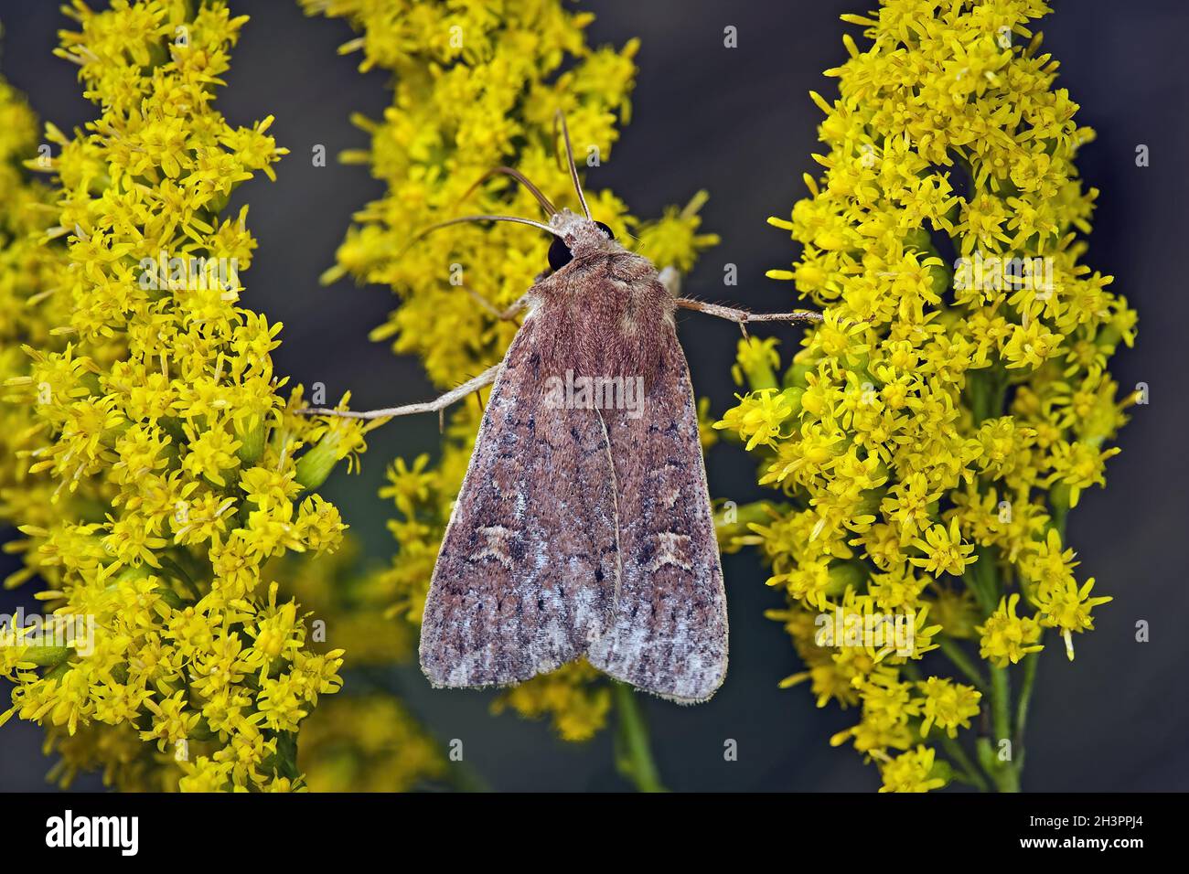 Chouette brune de la fin de l'été ( Xestia xanthographa ). Banque D'Images