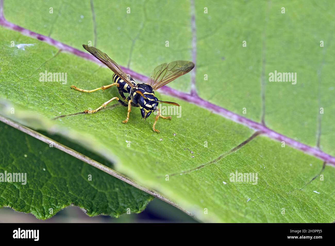 Guêpe gauloise ( Polistes dominula ). Banque D'Images