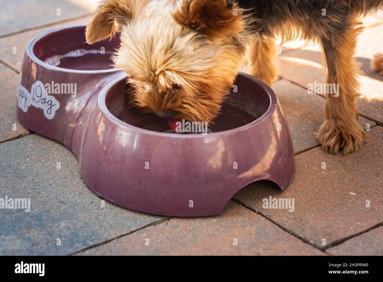 Beagle chien buvant de l'eau pour se rafraîchir à l'ombre sur l'herbe se cachant du soleil d'été . Fond d'été. Banque D'Images