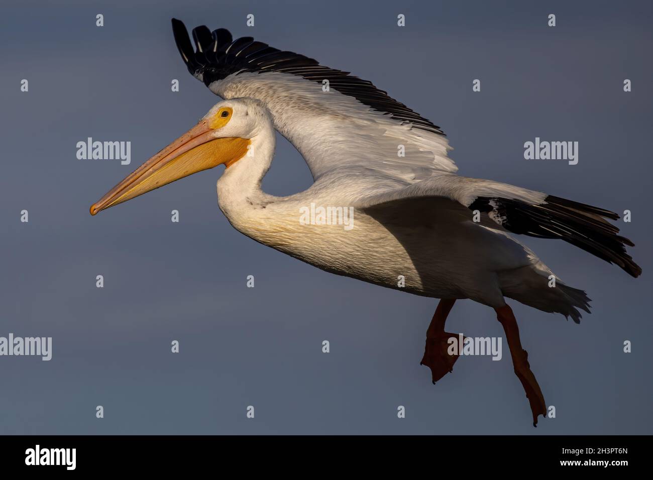 Le pélican blanc américain (Pelecanus erythrorhynchos) en vol Banque D'Images