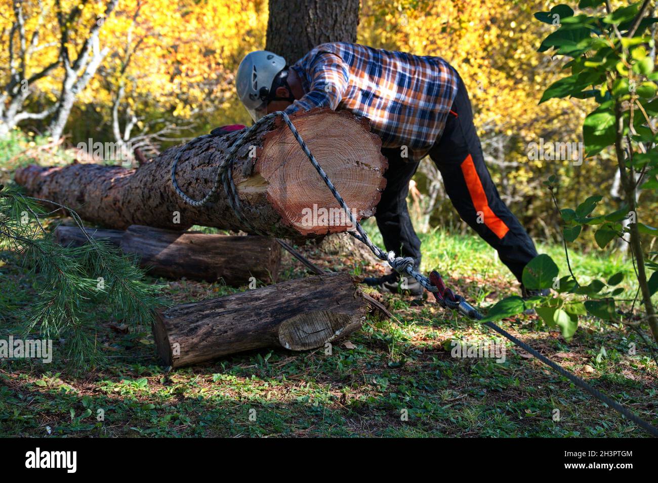 Bûcheron préparant le tronc de l'arbre pour sortir de la forêt Banque D'Images