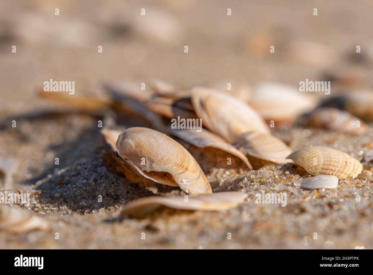 Coquilles de strombes Banque D'Images