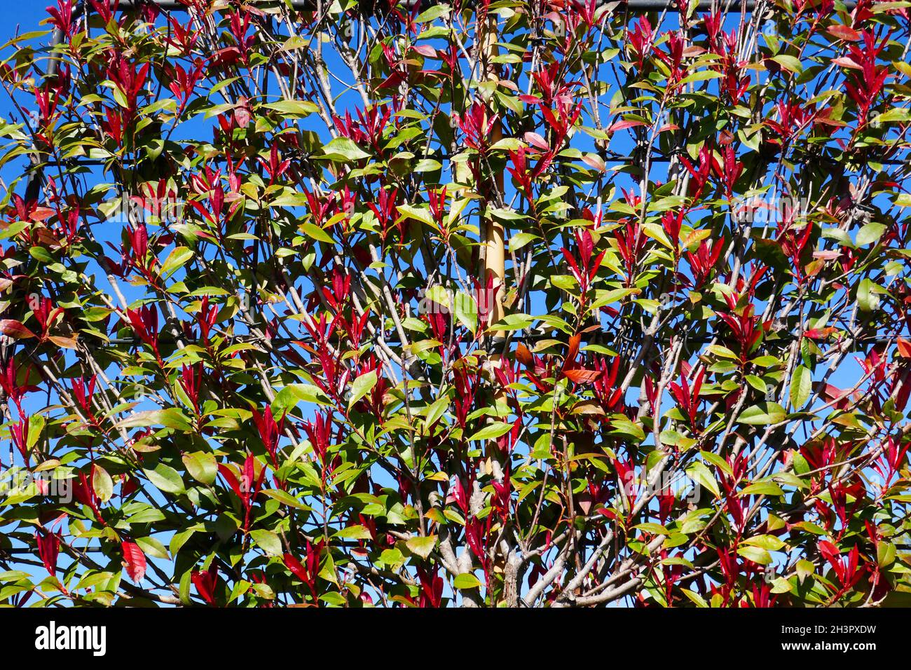 Nèfles Banque D'Images