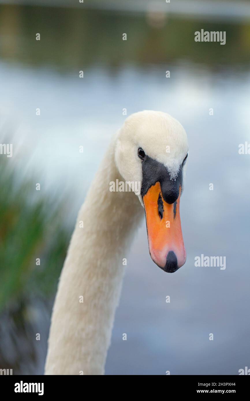 Mute Swan (Cygnus olor).Portrait de la tête d'un oiseau adulte. Banque D'Images