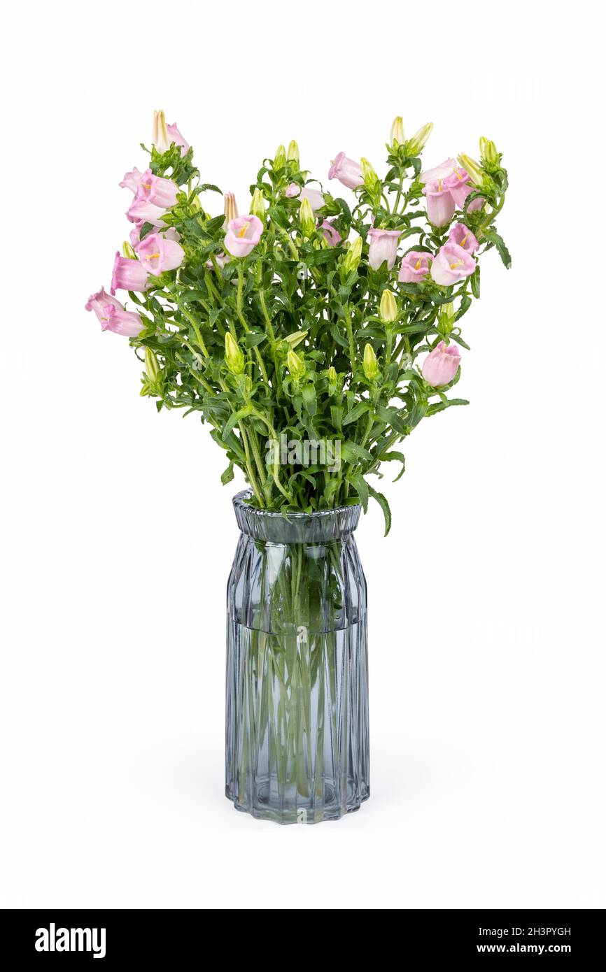 Champion de campanula rose dans vase en verre Banque D'Images