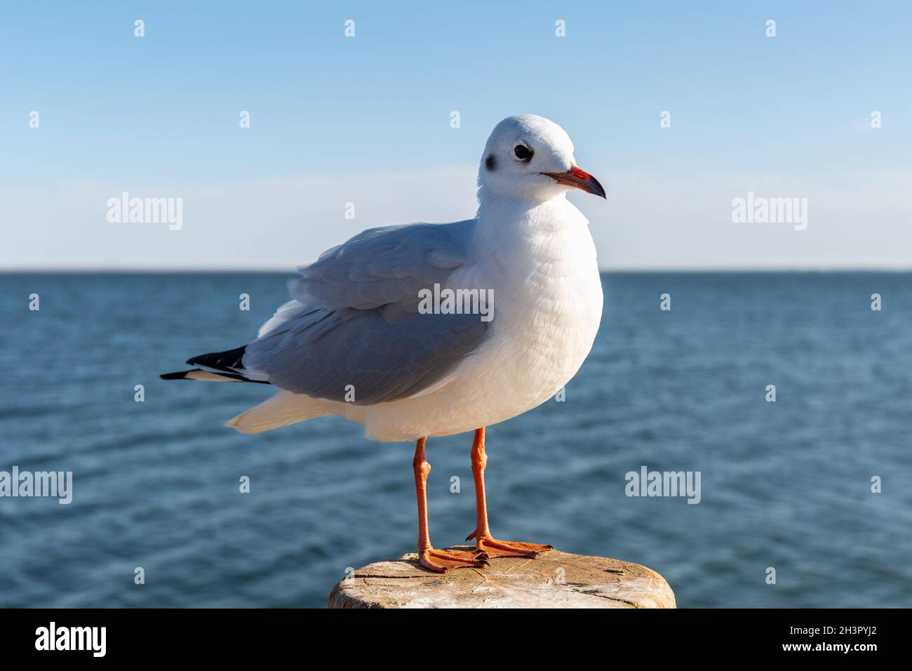 Guette à tête noire, guette à bec rouge Banque D'Images