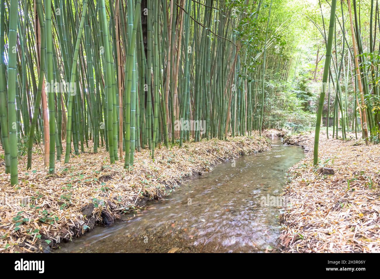 Jardin botanique en bambou. Concept pour le zen, l'environnement et la vie verte. Banque D'Images