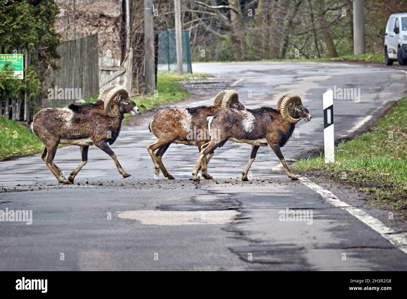 Mouflons européens (Ovis gmelini musimon). Banque D'Images