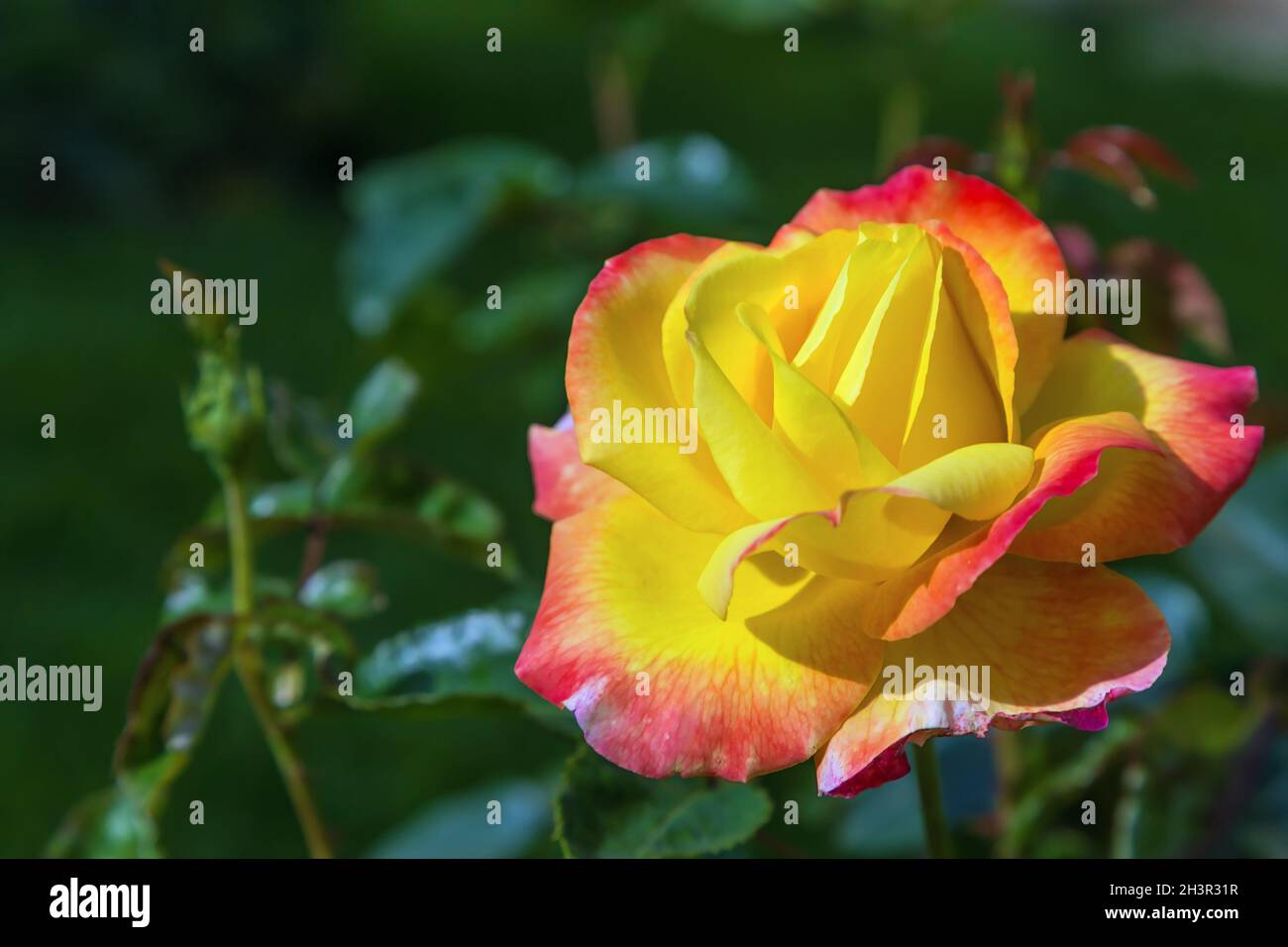 Garden rose, Russie Banque D'Images