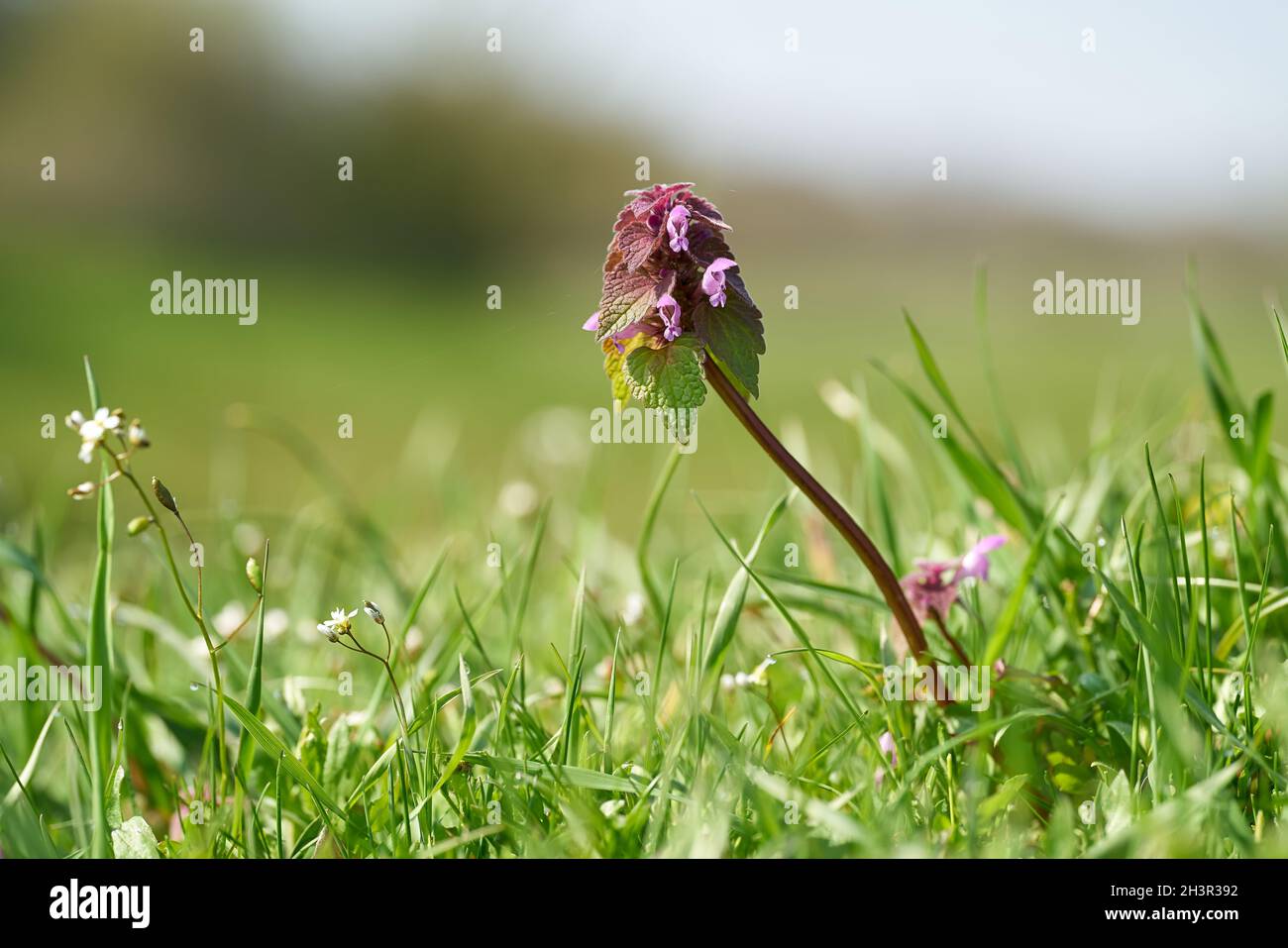 Dormant à fleurs (Lamium purpueum) sur un pré dans un parc au printemps Banque D'Images