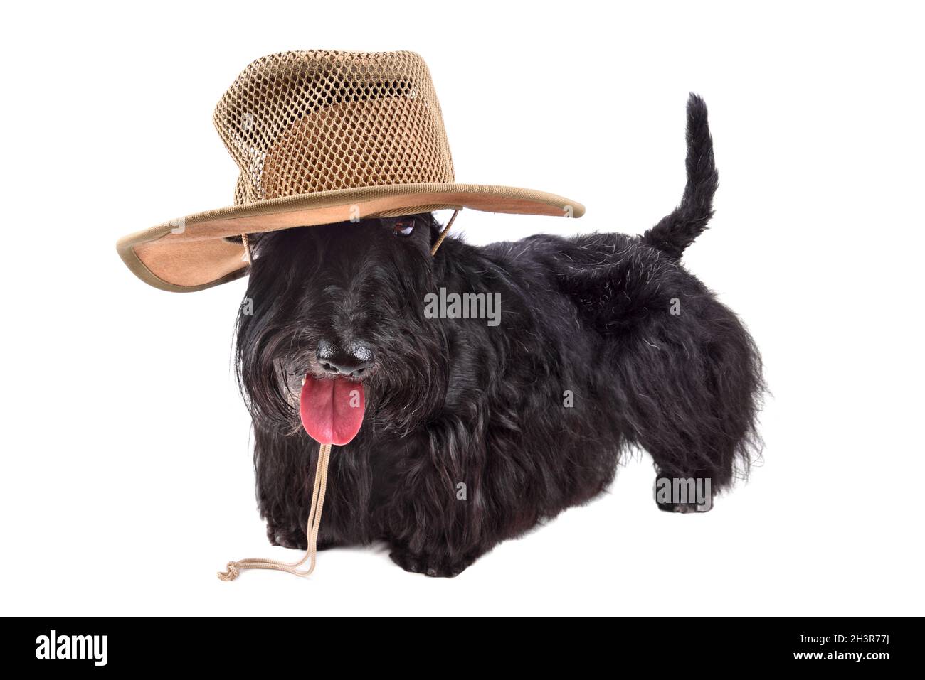 Chien au chapeau Banque D'Images