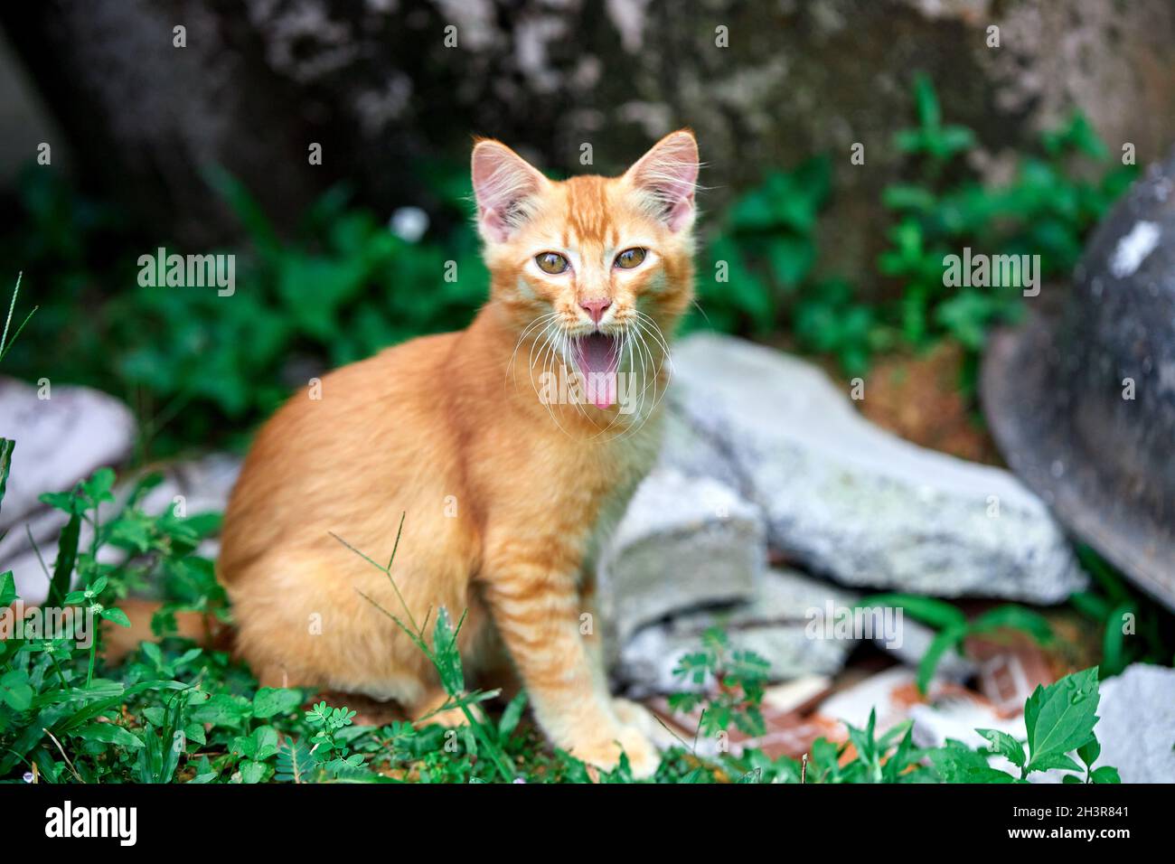 le chaton orange bâille dans le jardin Banque D'Images
