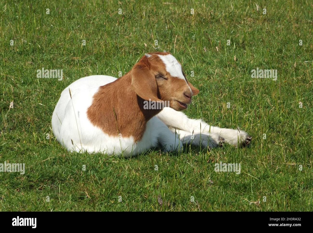 La chèvre de bébé boer s'est assise dans un champ entouré d'herbe au printemps Banque D'Images