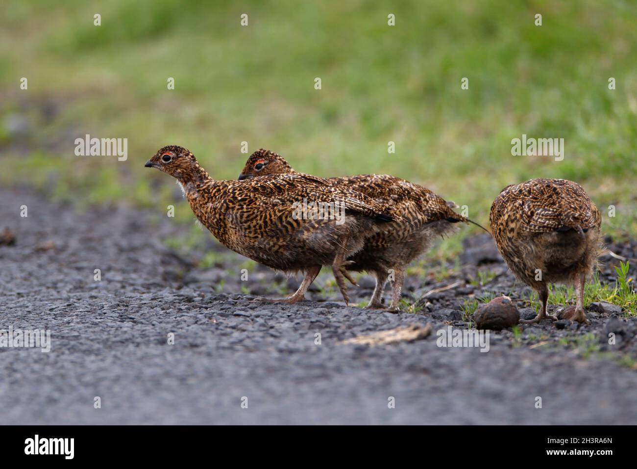 GROUSE ROUGE (Lagopus lagopus scoticus) à la recherche de grain sur le côté d'une route de la lande, Écosse, Royaume-Uni. Banque D'Images