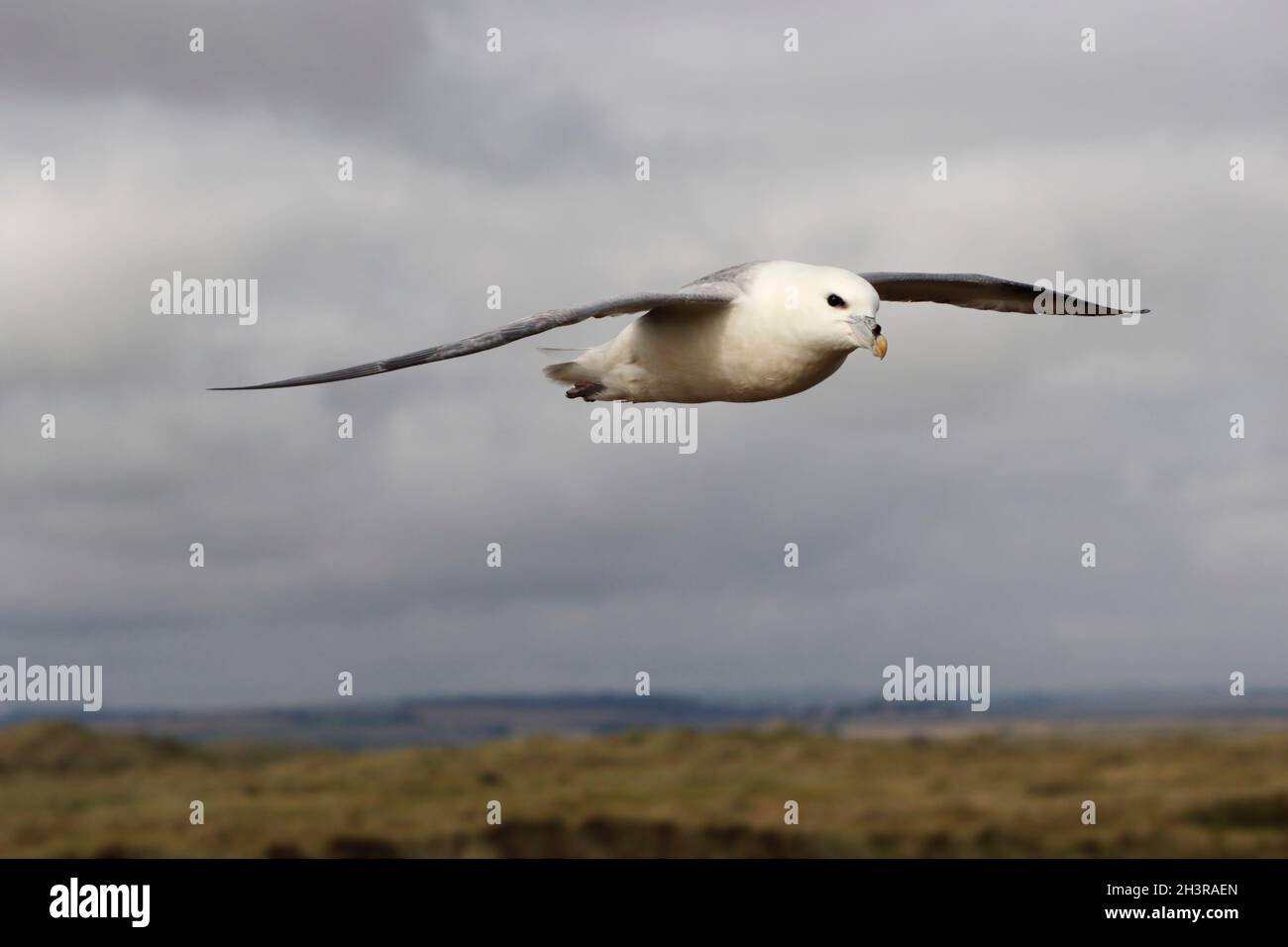 FULMAR en vol, Royaume-Uni. Banque D'Images