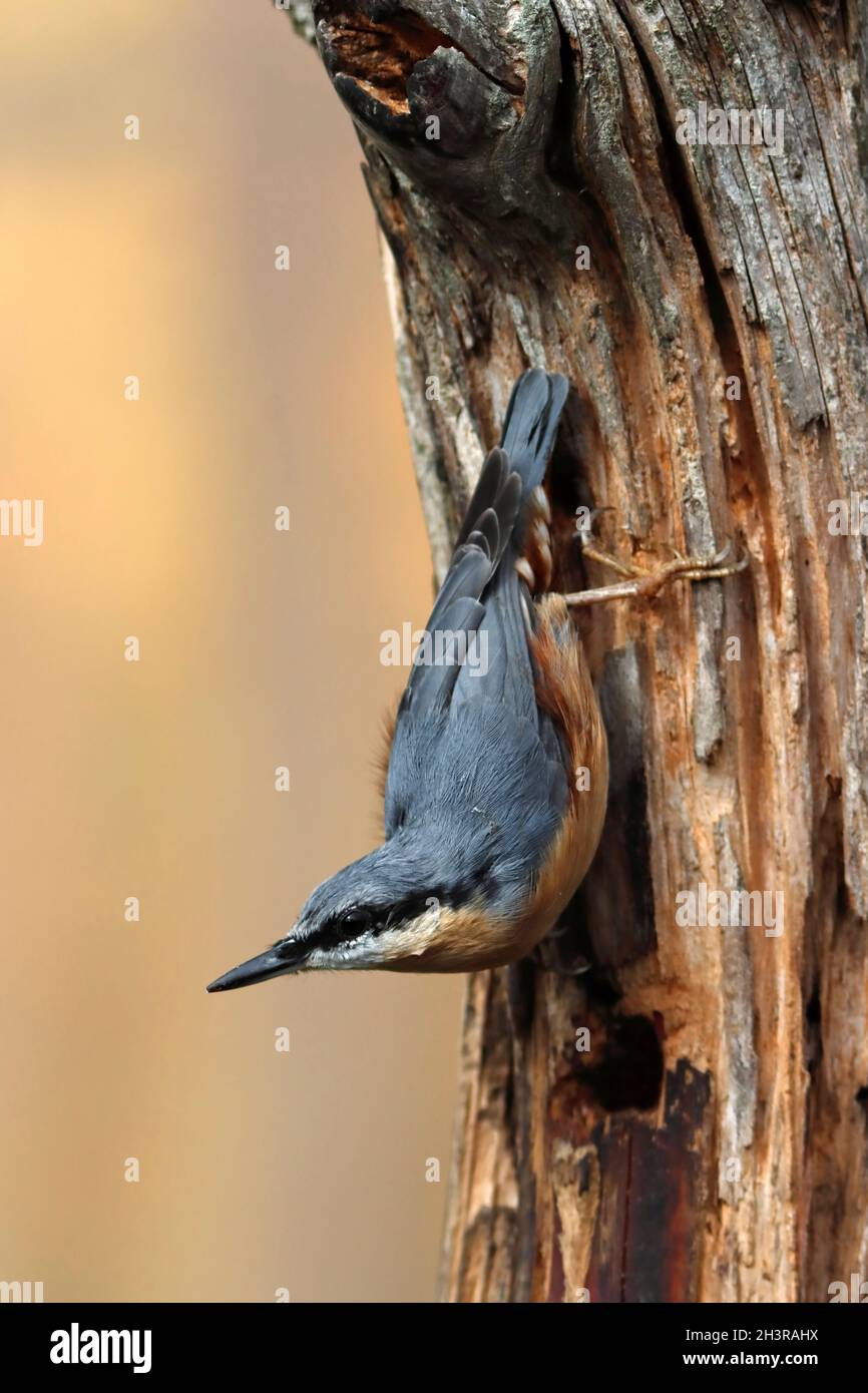 NUTHATCH ROYAUME-UNI. Banque D'Images