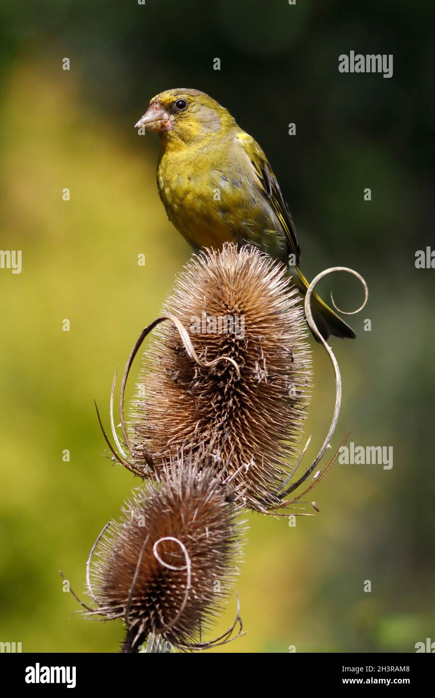 GREENFINCH (chloris chloris) perché sur une cuillère à café, Écosse, Royaume-Uni. Banque D'Images