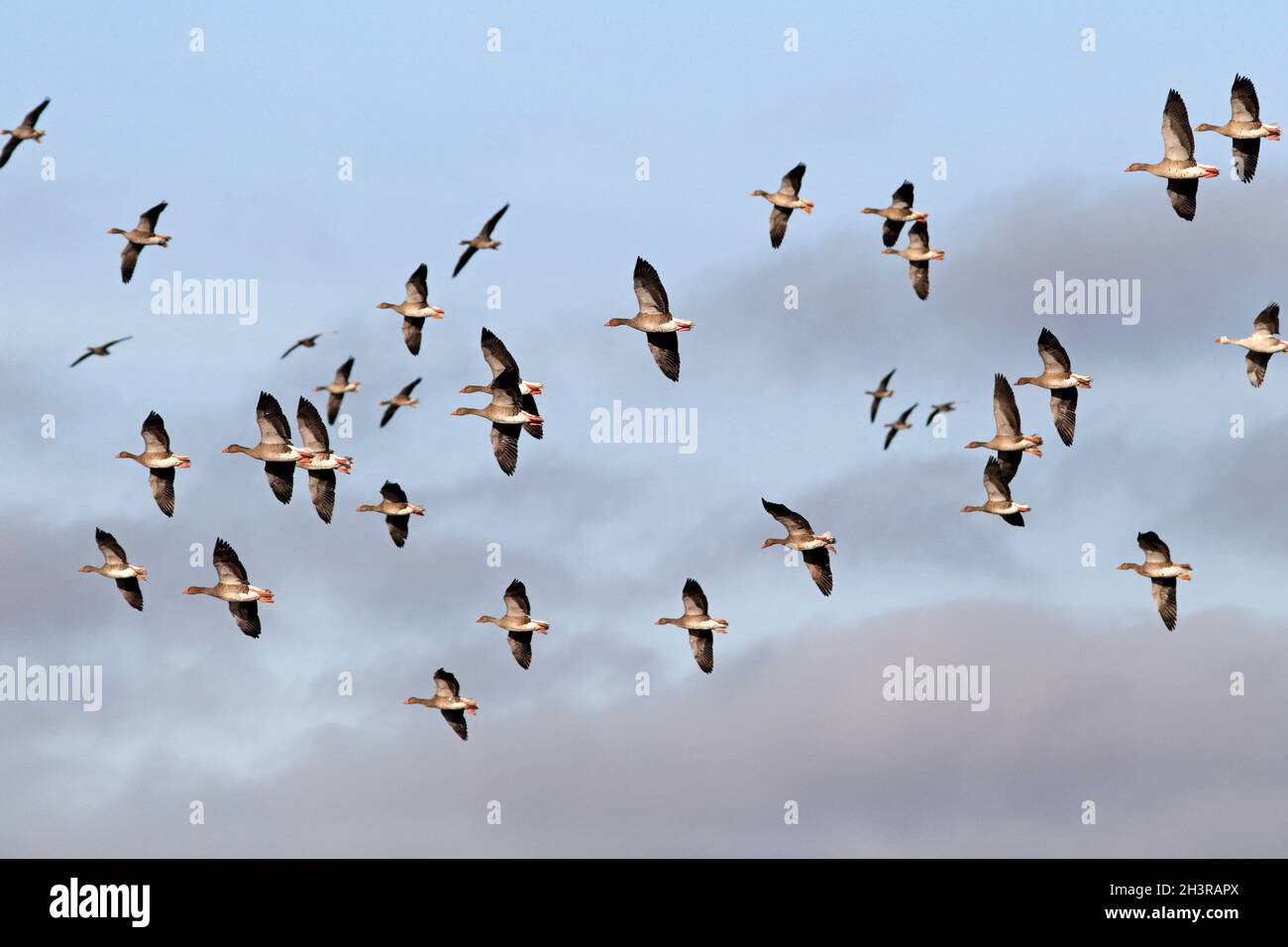 GRAYLAG GOOSE, flock Flying, Écosse, Royaume-Uni. Banque D'Images