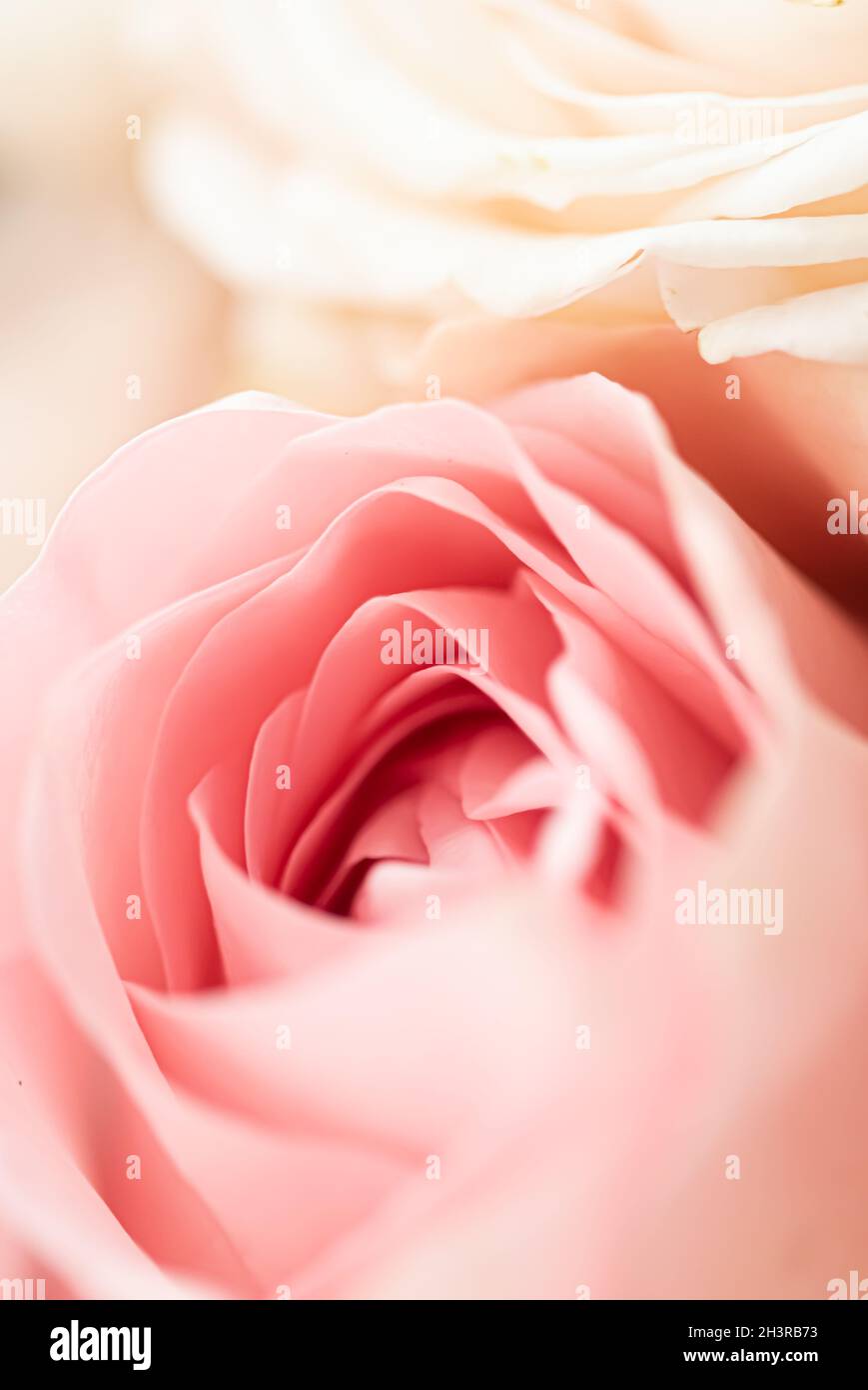 Pretty Dans Rose blanc motif floral Carte de vœux 7x5"