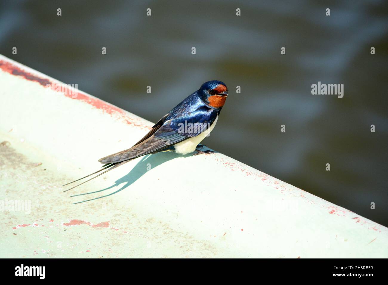 Barn Swallow (Hirundo rustica) sur le quai à Prerow - Fischland, Darß, Zingst, Mecklembourg-Poméranie-Occidentale, Allemagne Banque D'Images