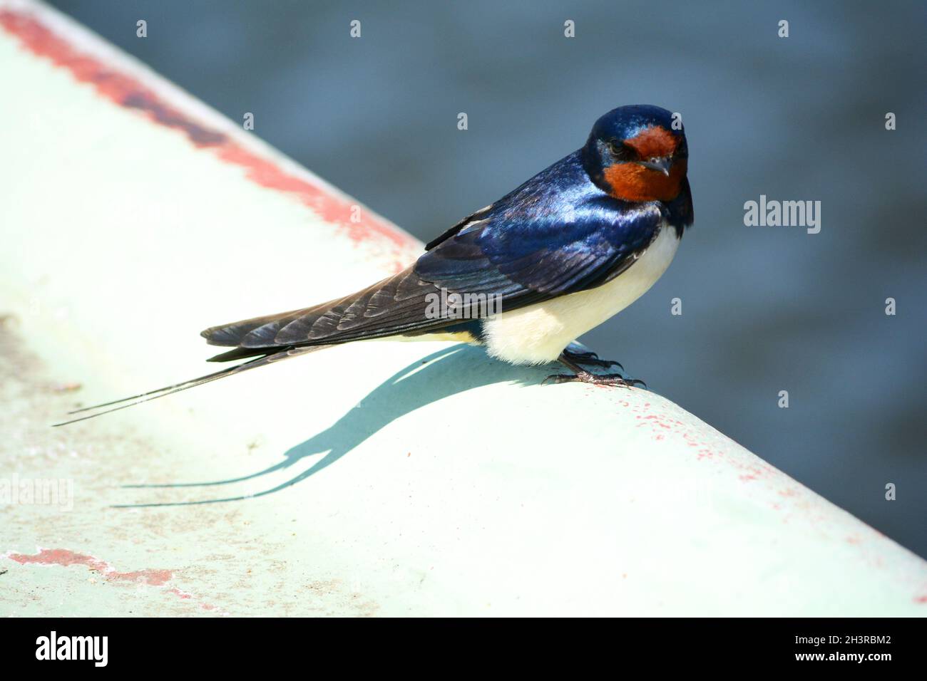 Barn Swallow (Hirundo rustica) sur le quai à Prerow - Fischland, Darß, Zingst, Mecklembourg-Poméranie-Occidentale, Allemagne Banque D'Images