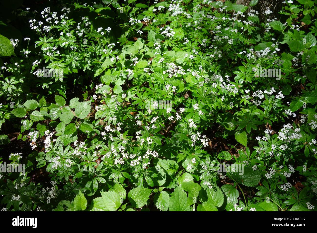 Galium odoratum, woodruff Banque D'Images