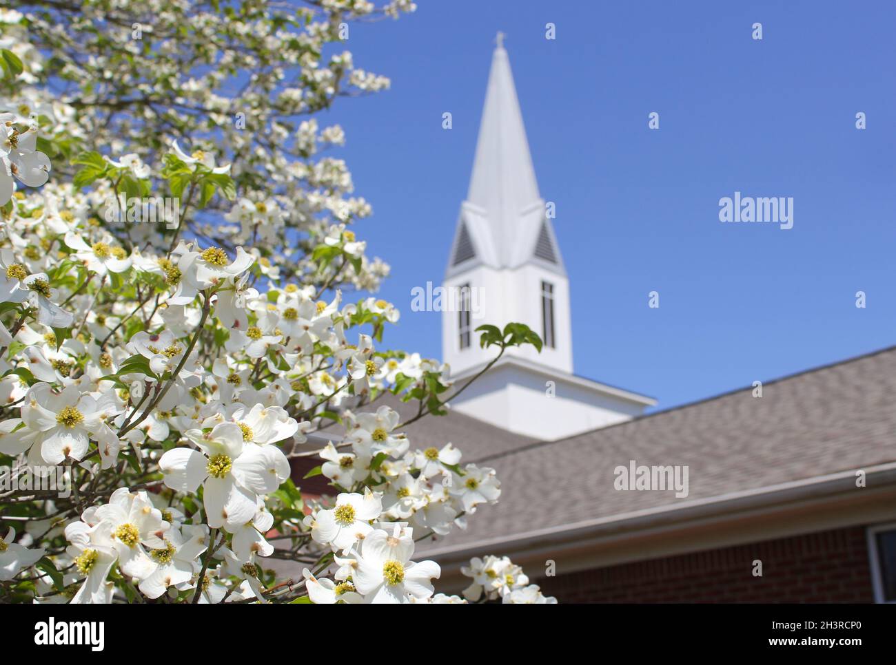 Arbre de Dogwood en fleur avec Church Steeple Banque D'Images