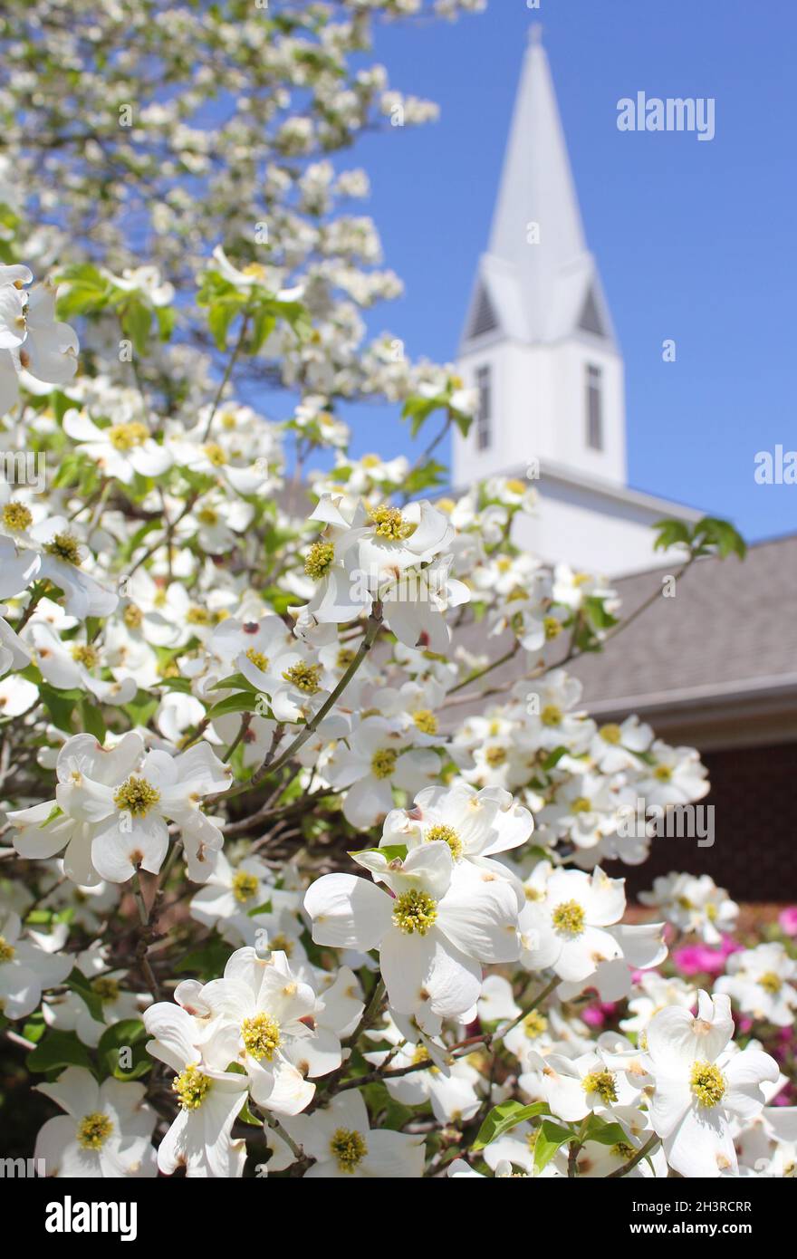 Arbre de Dogwood en fleur avec Church Steeple Banque D'Images