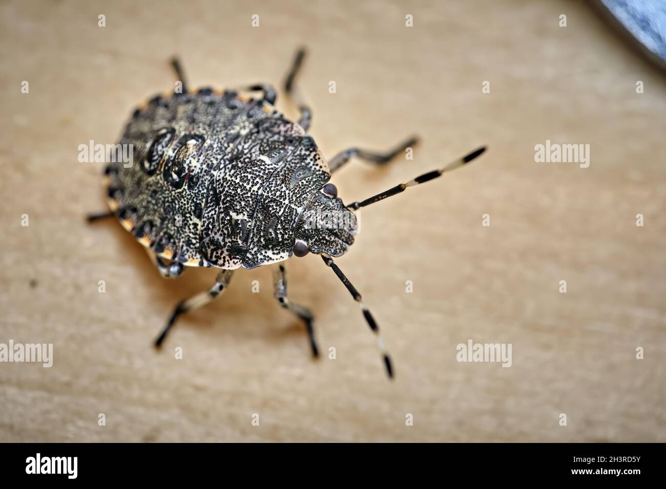 Insecte de jardin gris (Rhaphigaster nebulosa). Banque D'Images