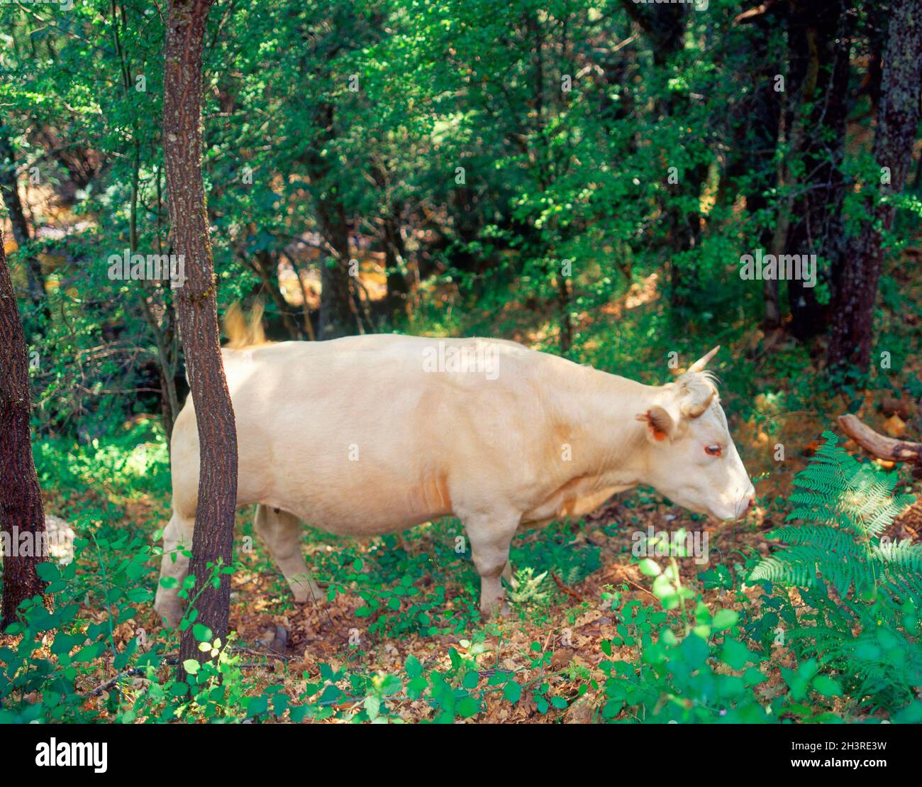 VACA - FOTO AÑOS 00.Lieu: HAYEDO.MONTEJO DE LA SIERRA.MADRID.ESPAGNE. Banque D'Images