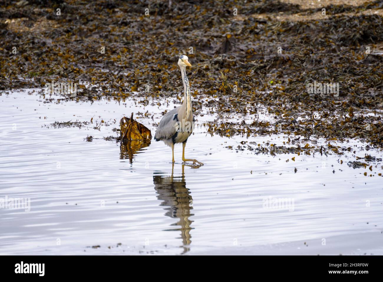 Héron gris (Ardea cinerea) Dans les eaux peu profondes du ruisseau Reptronguet, dans les Cornouailles Banque D'Images