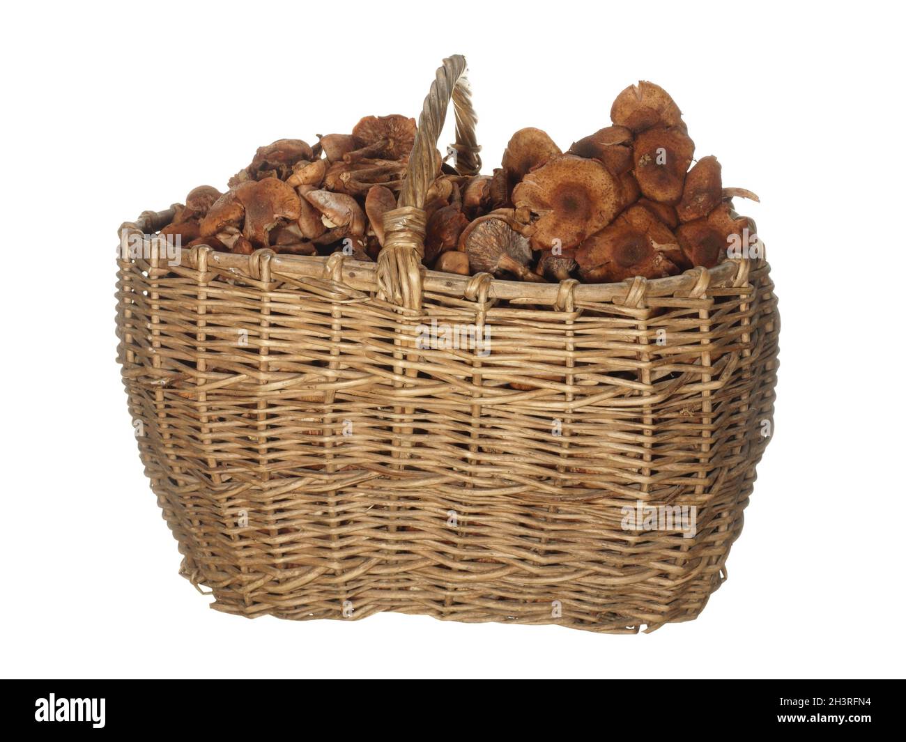 Ancien panier de branches de brousse avec des champignons d'automne miel agarics isolés sur un fond blanc. Banque D'Images