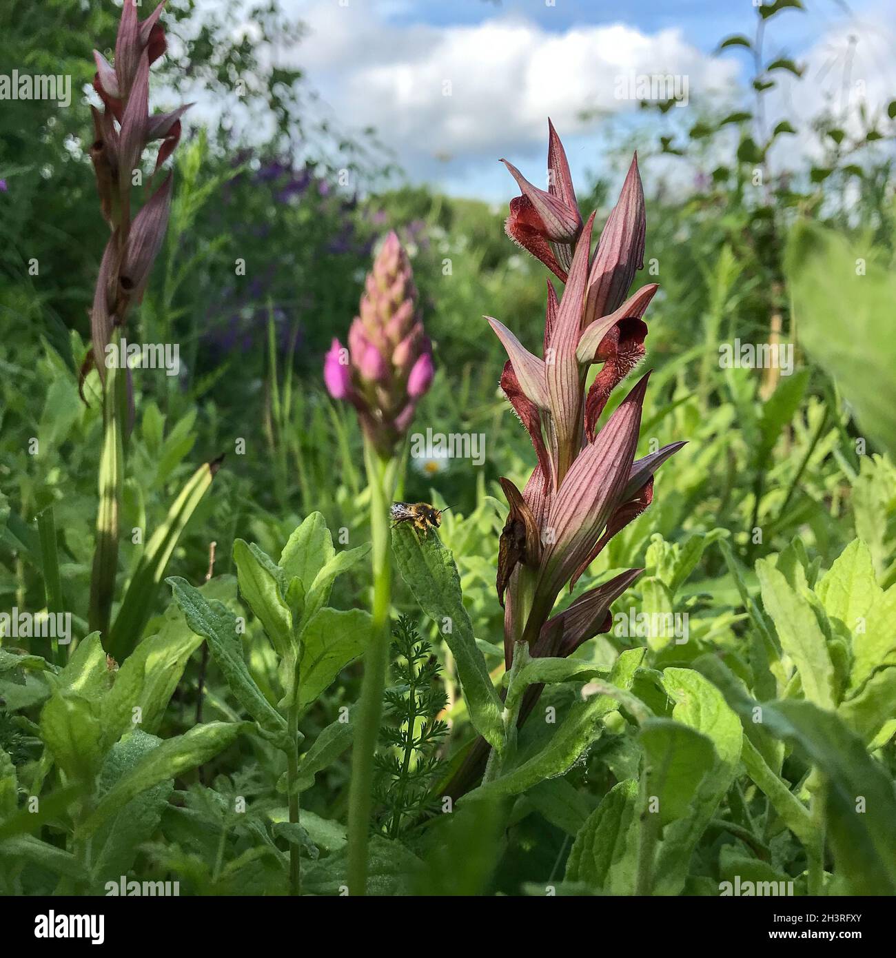 Orchid à longue lèvre (Serapias vomeracea), dans son seul site britannique connu à Kent, juin 2021 Banque D'Images
