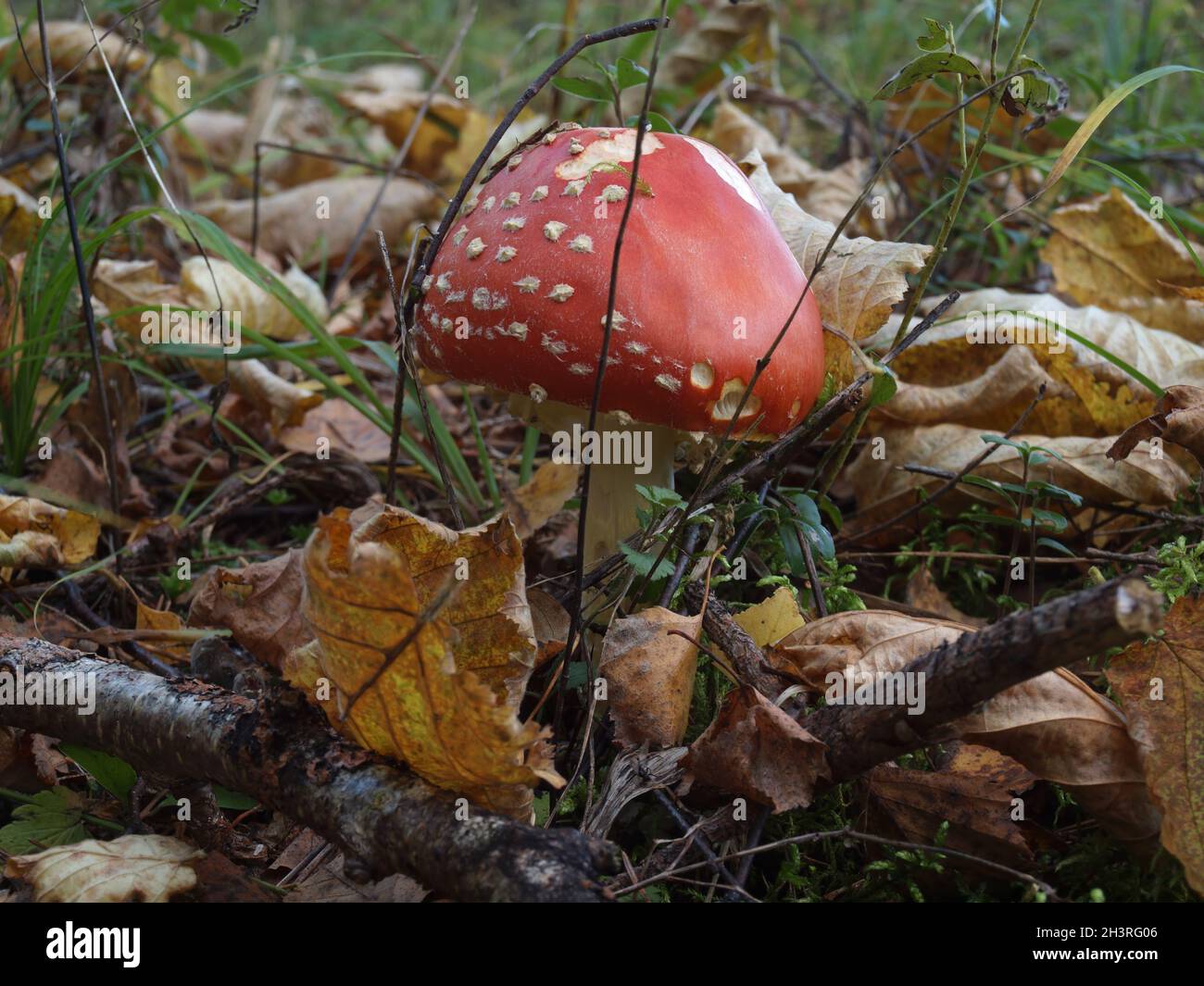 Champignons dans la forêt d'automne parmi les feuilles et les branches sèches. Banque D'Images