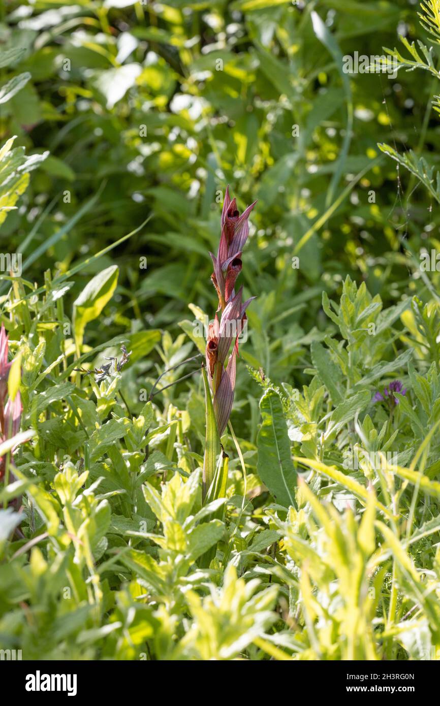 Orchid à longue lèvre (Serapias vomeracea), dans son seul site britannique connu à Kent, juin 2021 Banque D'Images