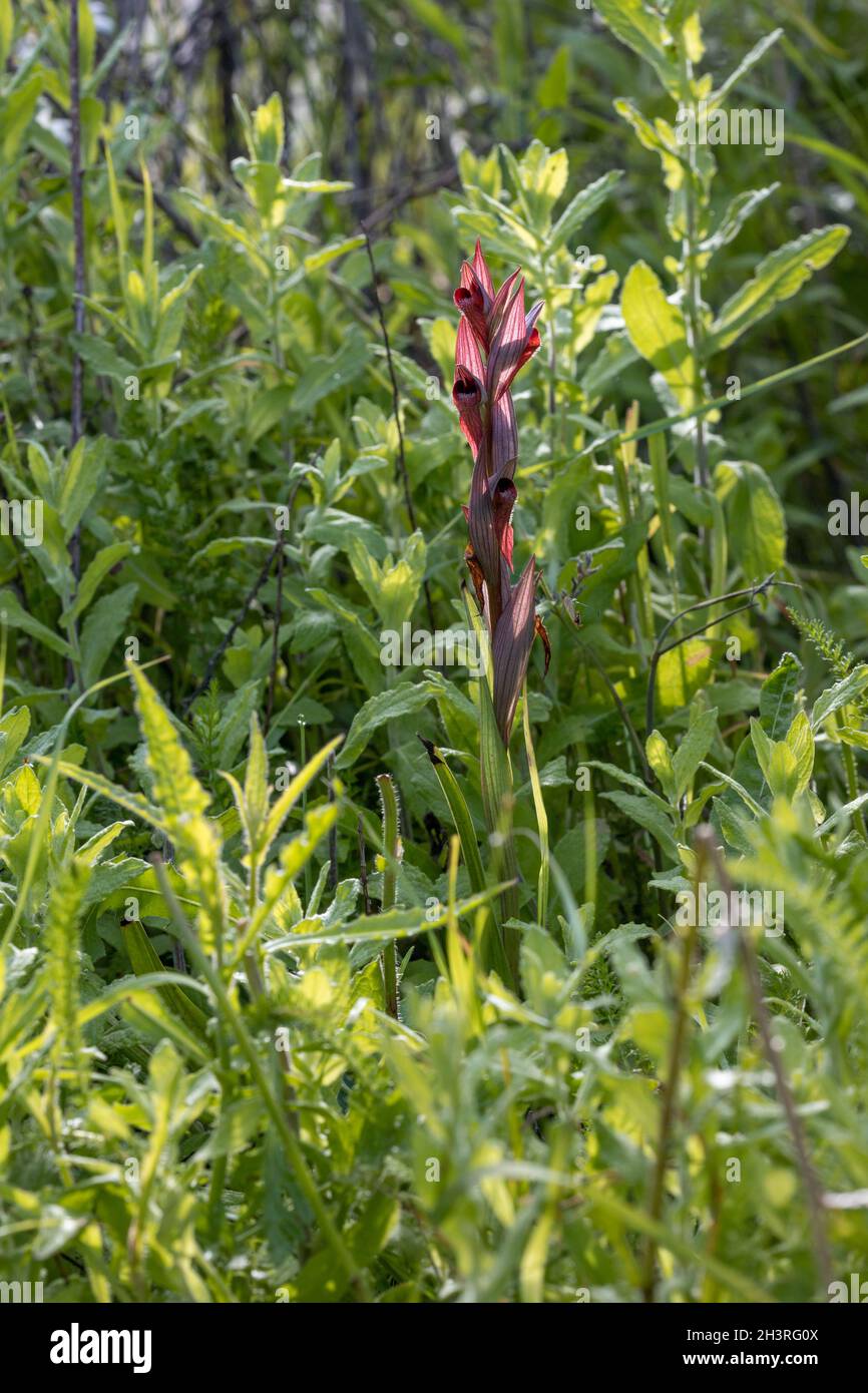Orchid à longue lèvre (Serapias vomeracea), dans son seul site britannique connu à Kent, juin 2021 Banque D'Images