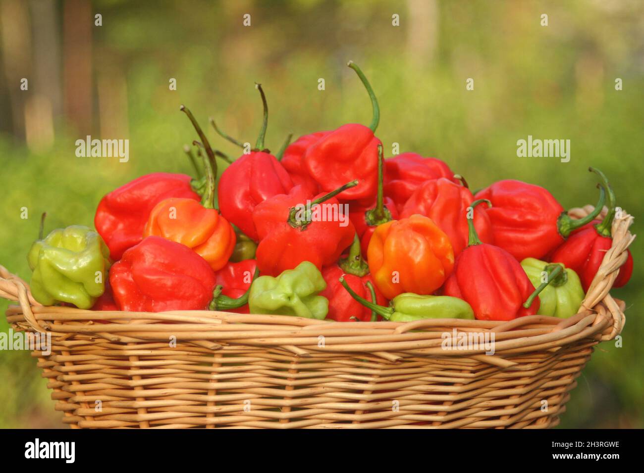 Panier de Peppers frais bio Habanero à l'extérieur Banque D'Images