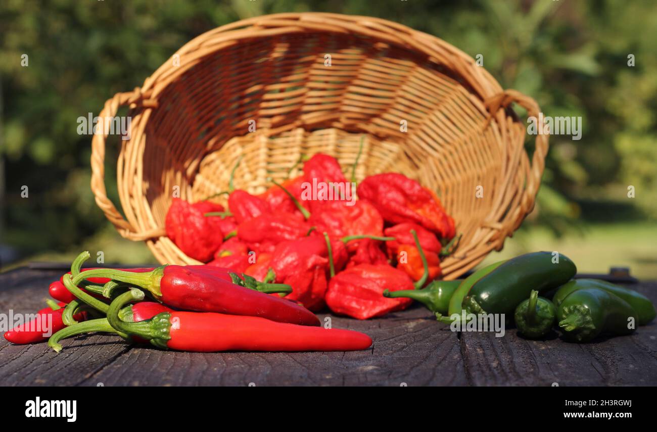 Jalapeno et Cayenne Peppers sur le marché agricole rural Banque D'Images