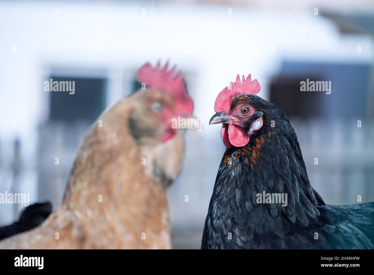 Poulet dans son propre jardin, gros plan sur la tête Banque D'Images