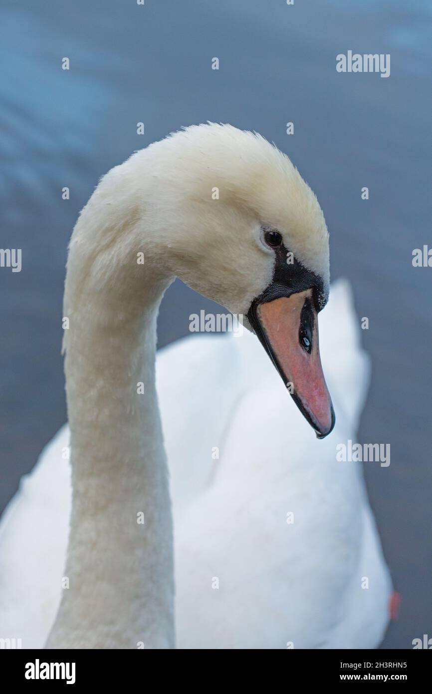 Mute Swan (Cygnus olor).Immature, premier oiseau d'hiver.Gros plan de la tête et bec ou facture, toujours pour supposer la pleine couleur ou grand bouton à voir Banque D'Images