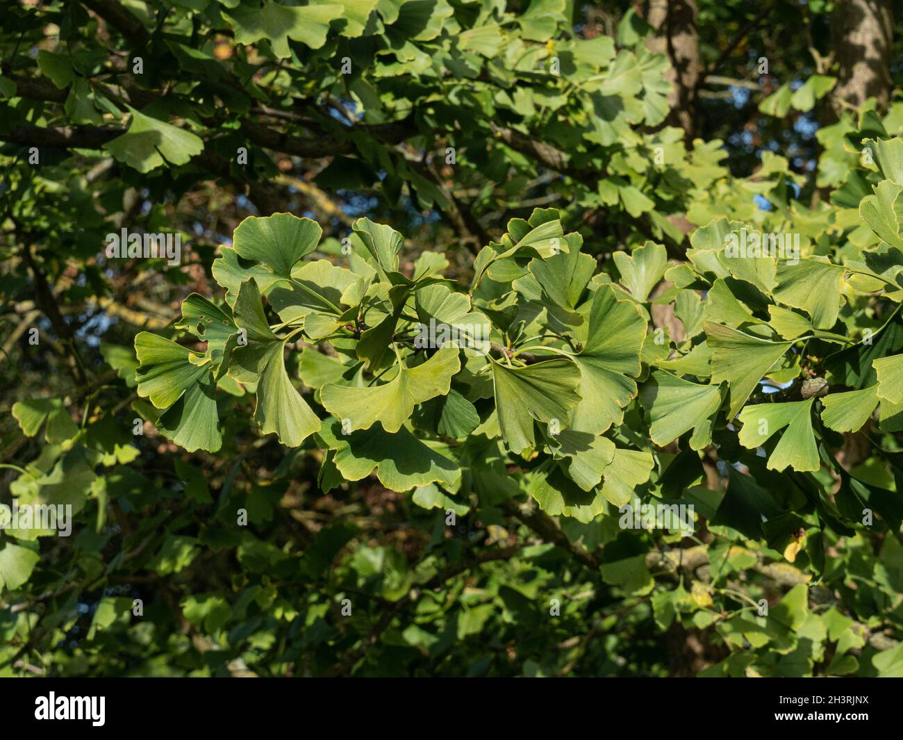 Les feuilles en forme de ventilateur insolite de l'arbre de maidenhair Ginkgo biloba Banque D'Images