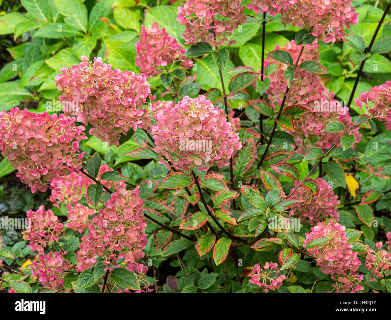 Les fleurs teintées roses de Hydrangea paniculata Sundae Fulève Banque D'Images