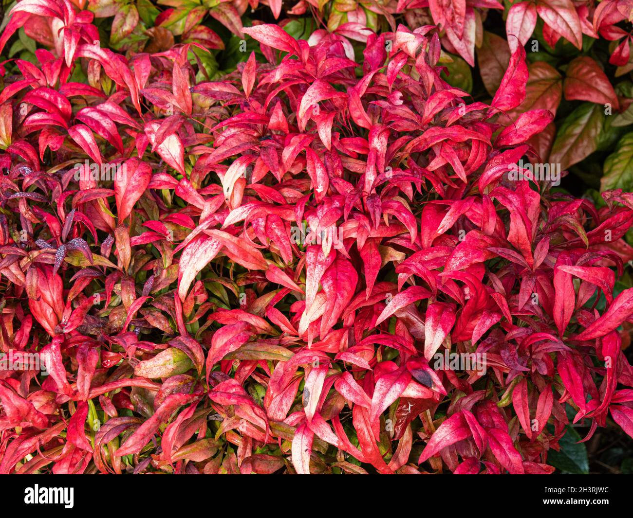 Le feuillage rouge vif caractéristique de la puissance de feu de Nandina domestica Banque D'Images