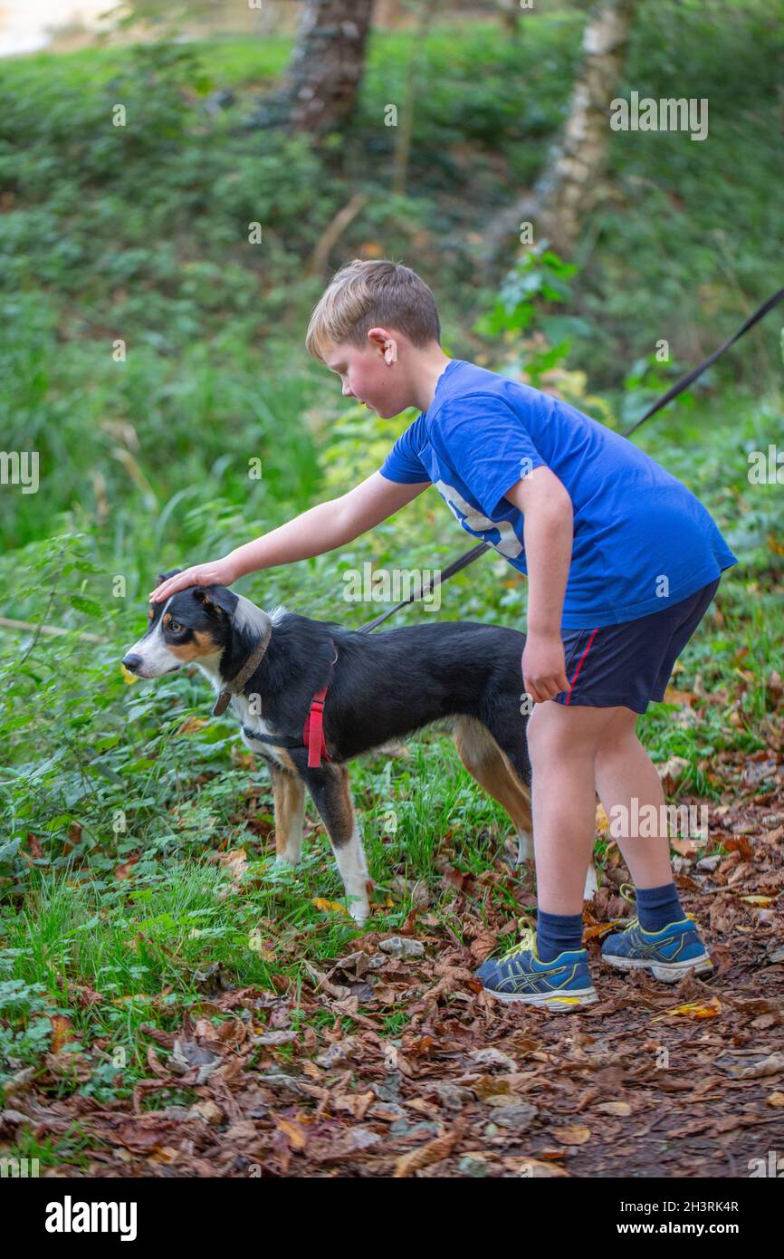 Jeune garçon patting, toucher, un chien de Collie frontière, apprendre à savoir comment s'approcher, mutuellement acceptable, comportement.À l'extérieur, en campagne, Banque D'Images