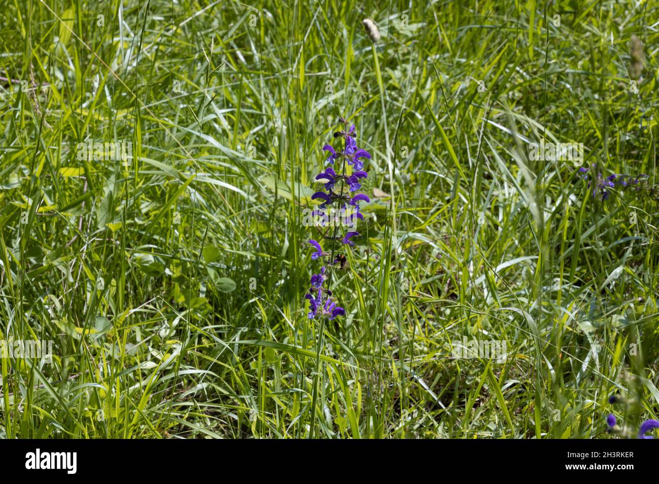 Prairie Clary (Salvia pratensis) à la réserve agricole de Ranscombe dans le Kent Banque D'Images